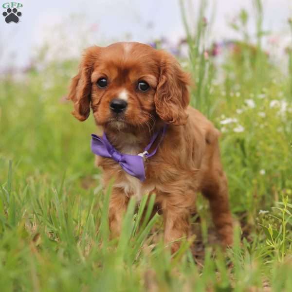 Louis, Cavalier King Charles Spaniel Puppy